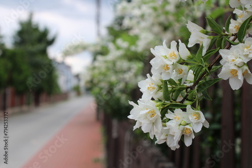 Kwiaty przy ulicy