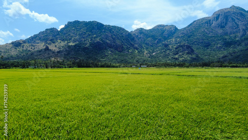 Beautiful green paddy field, Nanjinaad region and western ghats mountain range kanyakumari, Tamil Nadu photo