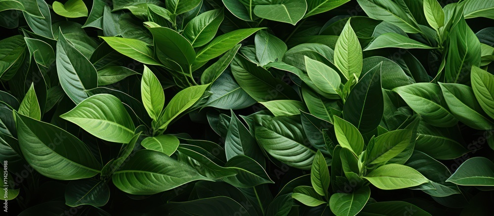 closeup of green leaves in the background. Flat lay, tropical leaf nature concept closeup of green leaves in the background. Flat lay, tropical leaf nature concept