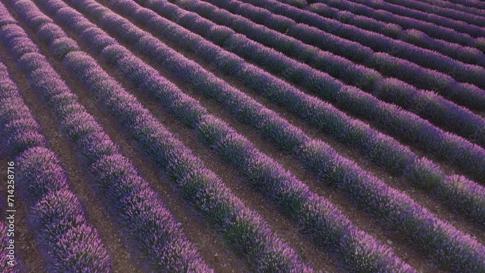 Blooming lavender fields with blue lavender flowers in summer Spain. Aerial view from a drone. Blooming lavender fields with blue lavender flowers in summer Spain. Aerial view from a drone.