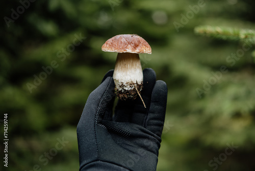 Pov hand with black gloves holding freshly picked boletus musroom in the forest photo