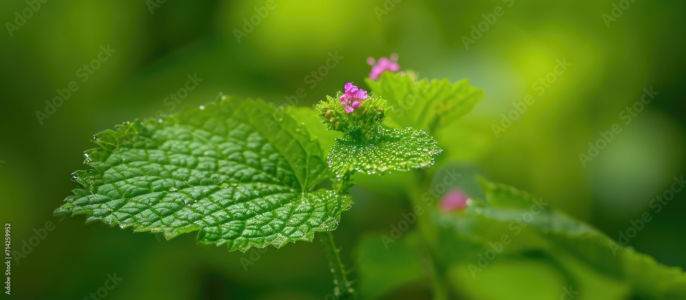 Ageratum conyzoides, a lovely green leaf with a small pink flower on top. Ageratum conyzoides, a lovely green leaf with a small pink flower on top.