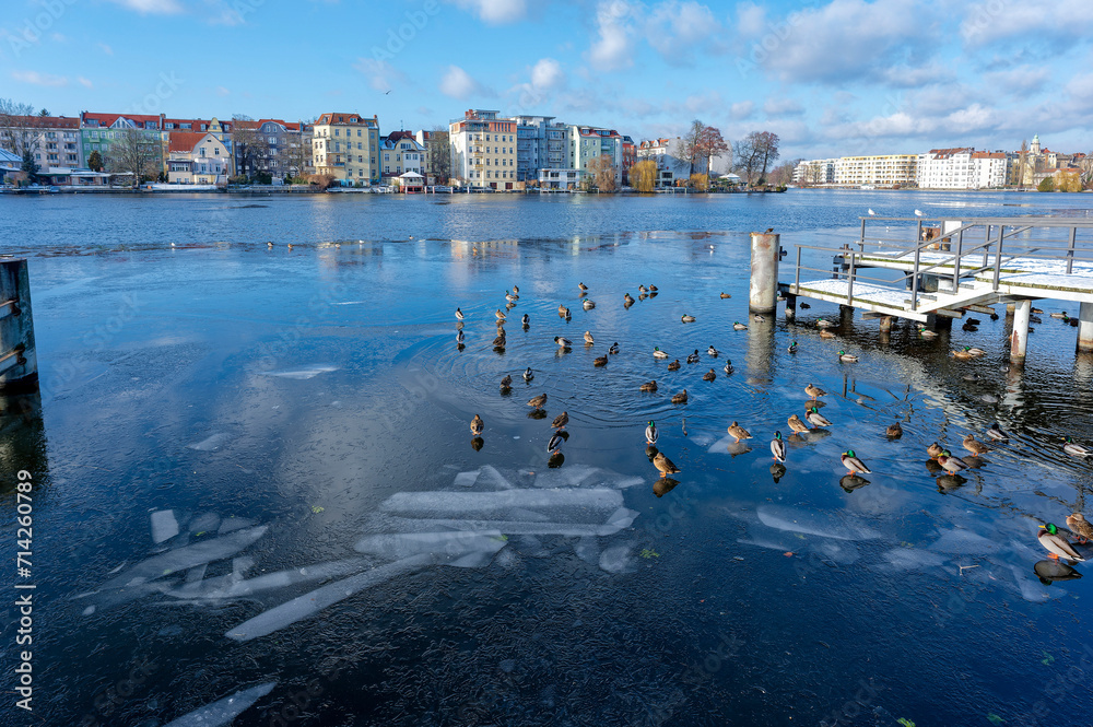 Winter scene with many ducks on the frozen Dahme river in Berlin Koepenick.