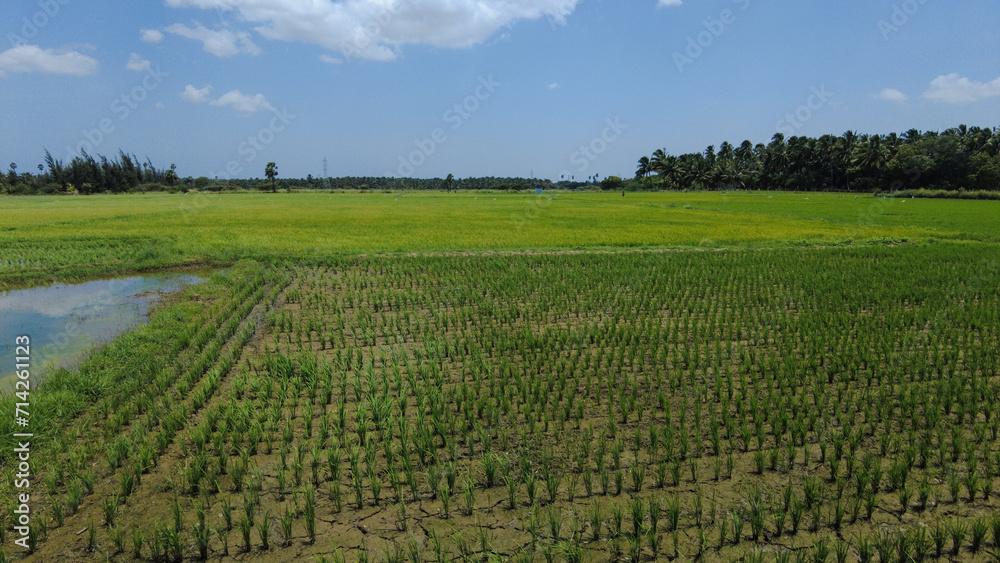 Beautiful green paddy field, Nanjinaad region, kanyakumari, Tamil Nadu