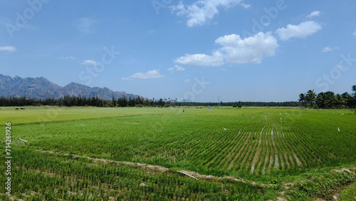 Beautiful green paddy field  Nanjinaad region and western ghats mountain range kanyakumari  Tamil Nadu