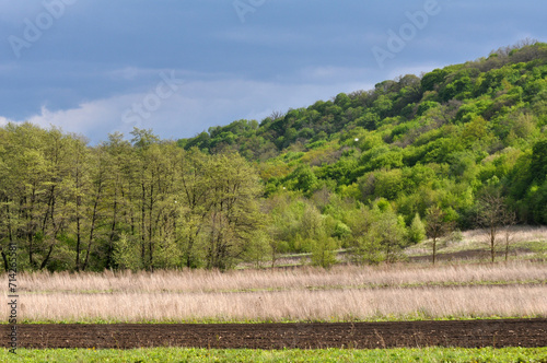 Spring landscape with fresh greenery