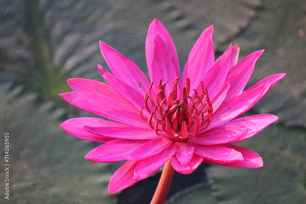 Pink Lotus Blossom Floats in Serene Pond Amidst Vibrant Water Lilies and Lush Greenery, Capturing the Beauty of Nature's Bloom in a Tranquil Summer Garden Pink Lotus Blossom Floats in Serene Pond Amidst Vibrant Water Lilies and Lush Greenery, Capturing the Beauty of Nature's Bloom in a Tranquil Summer Garden