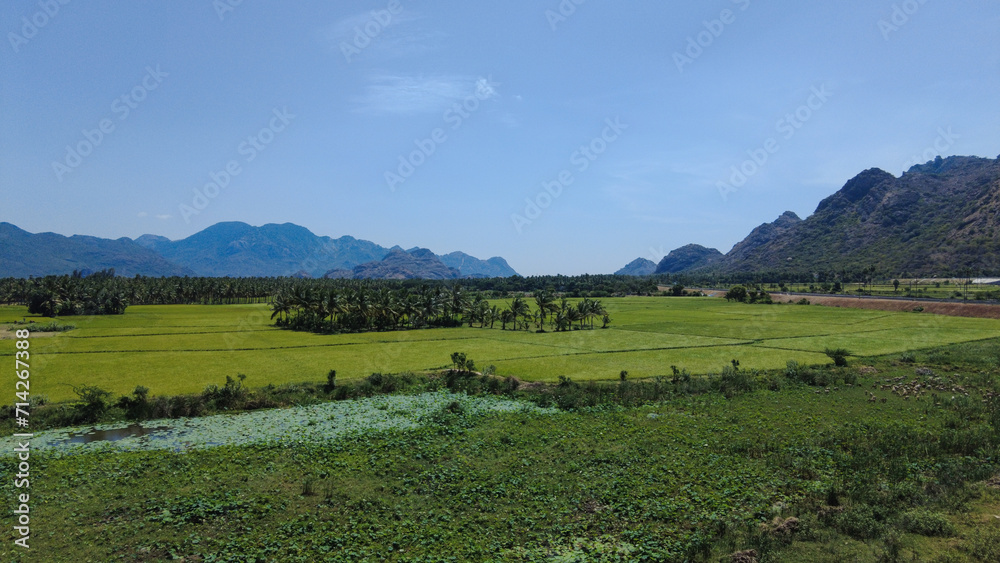 Nanjinaad paddy field and western ghats mountain range kanyakumari, Tamil Nadu, India Nanjinaad paddy field and western ghats mountain range kanyakumari, Tamil Nadu, India