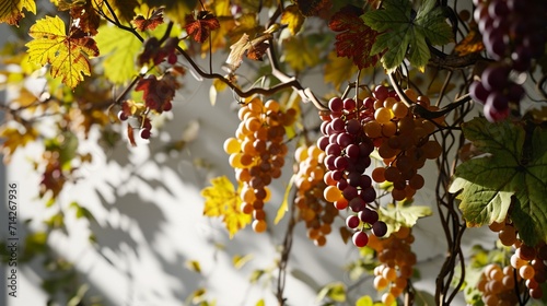 A cascade of grapes and vines forming a natural curtain, with a play of light and shadow