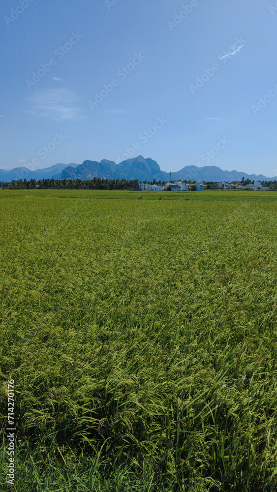 Nanjinaad paddy field and western ghats mountain range kanyakumari, Tamil Nadu, India 
