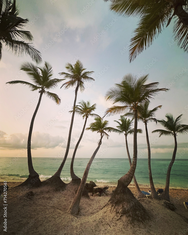 palmeras republica dominicana