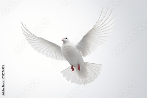white dove flying against a white background concept of peace © 7oanna