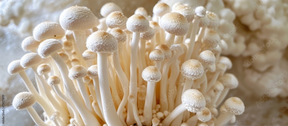 Grown medium with young lion mane mushrooms, a nutritious option up close. Grown medium with young lion mane mushrooms, a nutritious option up close.