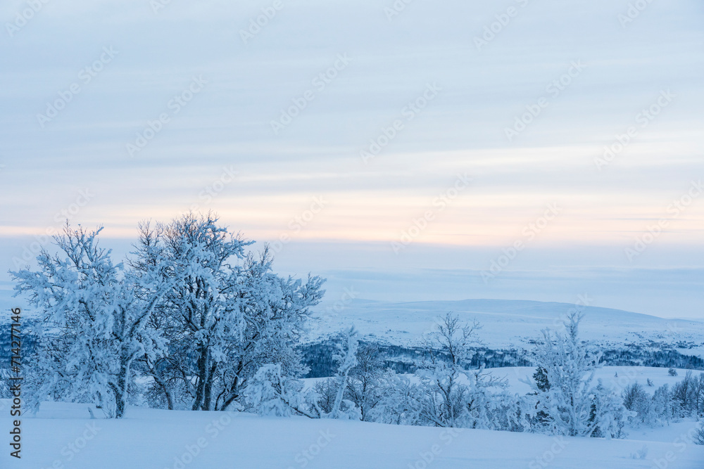 winter landscapesnow covered trees winter landscapesnow covered trees