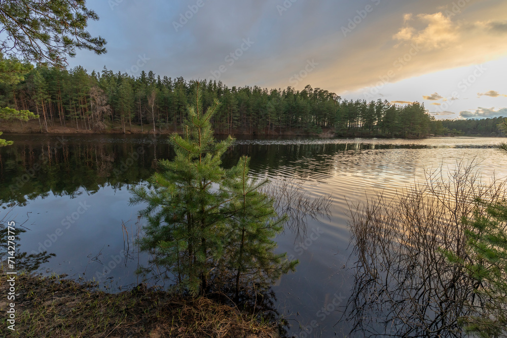 Fototapeta premium Small pine trees near a pond, evening landscape at sunset