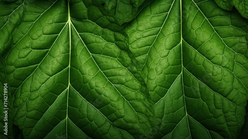 Beautiful Green Leaf with Veins on a Large Vegetative Background AI Generated