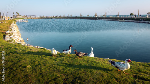 Beautiful Morning view at Al Khobar Corniche side, Saudi Arabia. photo
