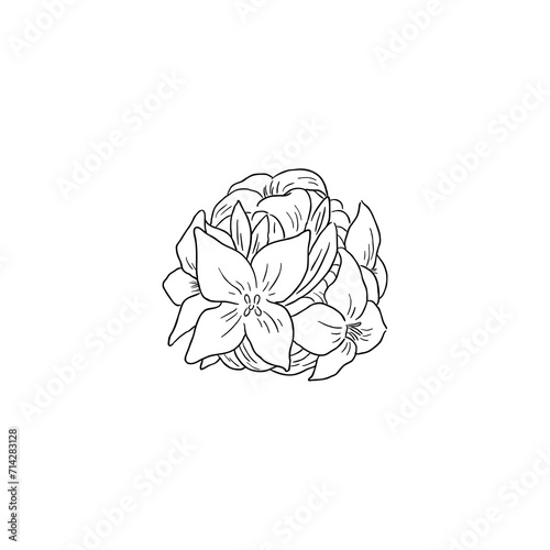 Black Line Art Daphne odora Flower in Hand Drawing Vector Art. Winter Daphne