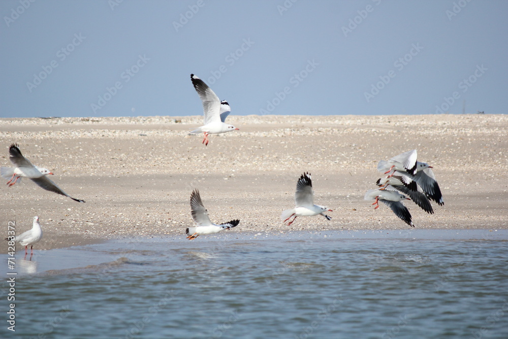 Obraz premium Seagulls soar gracefully above the sandy beach, their wings outstretched against the backdrop of a blue sky, blending seamlessly with the waves of the ocean below