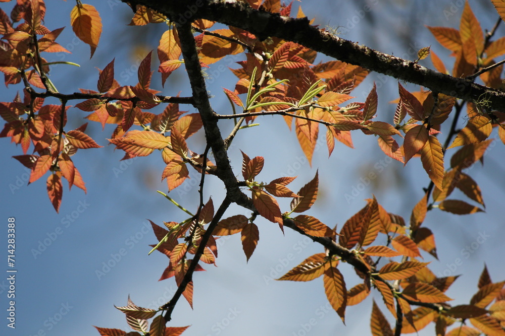 Vibrant Autumn Leaves Decorating a Blue Sky in a Colorful Nature Scene with Trees and Branches Vibrant Autumn Leaves Decorating a Blue Sky in a Colorful Nature Scene with Trees and Branches