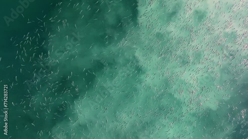 Aerial view over Shoal of Fish Swimming in the Surface of Blue Sea in Costa da Morte, Spain photo
