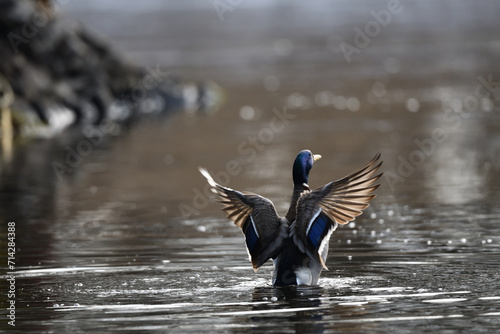 Enten Vogel mit gespreizten Flügeln und wunderschönen Federn auf der Ilmenau (Fluß) vor unscharfem Hintergrund. photo