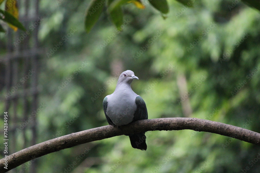 Fototapeta premium White dove peacefully perched on a green branch in a tranquil wildlife scene