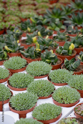 Fototapeta Naklejka Na Ścianę i Meble -  Rows of succulents for sale in a greenhouse