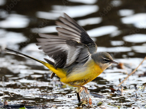 Gelber Vogel in Europa am Gewässer