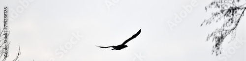 Banner im Querformat: Schwarzer, freier Greifvogel in schwarz weiß fliegt perfekt freigestellt mit riesigen Flügeln vor hellem Hintergrund und hat seine Beute mit scharfem Blick im Visier. photo