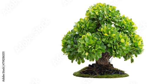 Bush, Dwarf tree, isolated on transparent background,