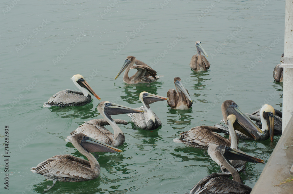 Medium shot of Multiple Florida Brown Pelicans near a fish cleaning station getting into position to grab fish parts being thrown towards them. Calm water with reflections. Medium shot of Multiple Florida Brown Pelicans near a fish cleaning station getting into position to grab fish parts being thrown towards them. Calm water with reflections.