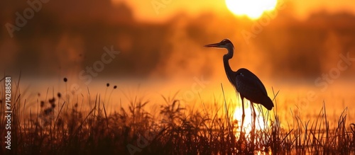 Valokuva A young heron welcomes the sunrise in a salt marsh in New Jersey.