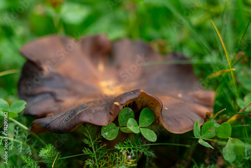 Ein Kleeblatt schaut unter einem Pilz hervor