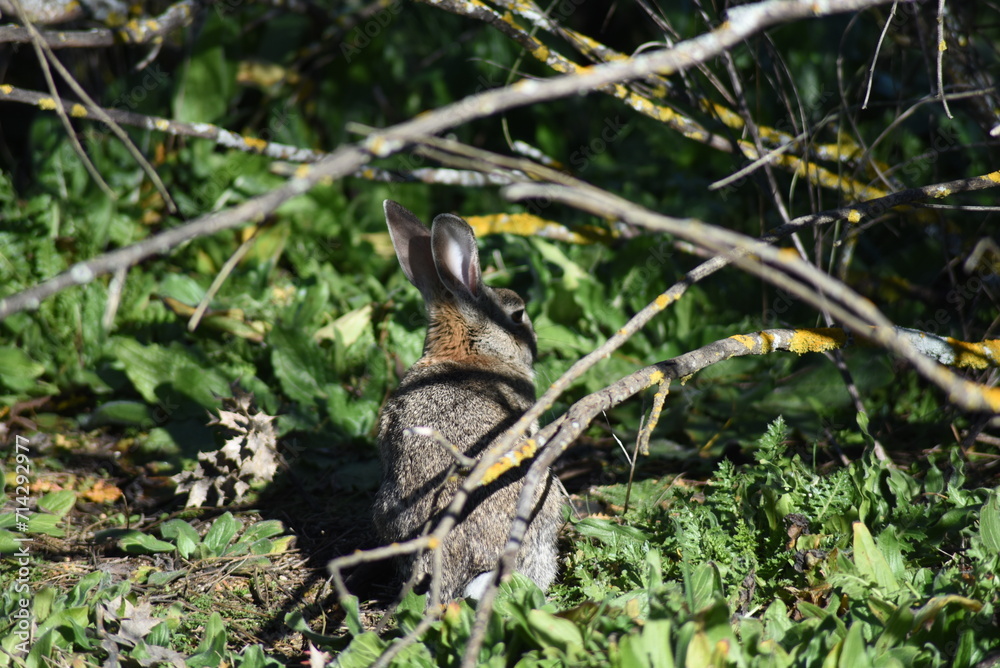 Isolated wild rabbit hiding in the undergrowth Isolated wild rabbit hiding in the undergrowth