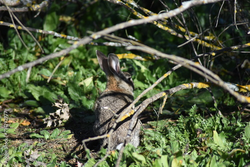 Isolated wild rabbit hiding in the undergrowth © Oberce