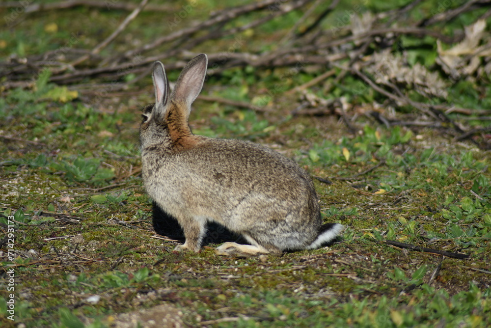 Wild rabbit sitting in the middle of the field Wild rabbit sitting in the middle of the field