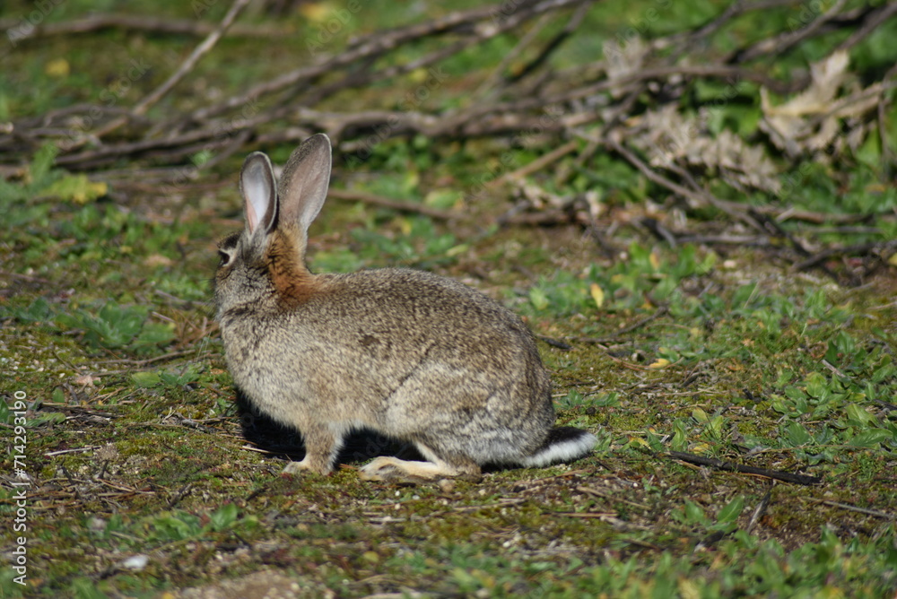 Wild rabbit sitting in the middle of the field