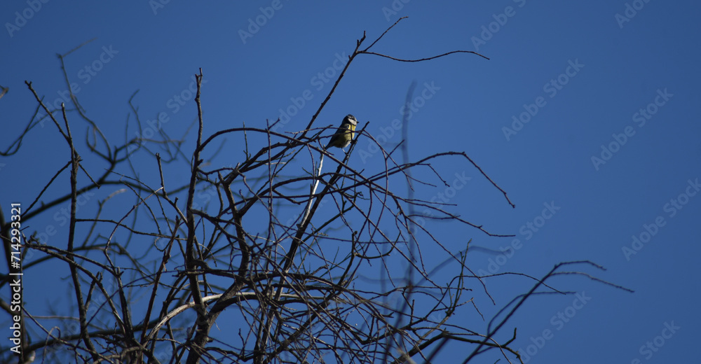 Eurasian blue tit bird (Cyanistes caeruleus Eurasian blue tit bird (Cyanistes caeruleus