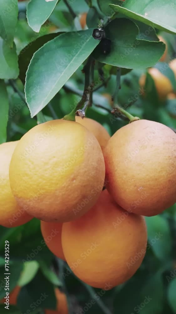 Vitamin-rich bunch of ripe lemons on tree, ideal for healthy eating. Bio and organic lemons, full of vitamins for health. Fresh, organic lemons on tree, perfect for vitamin-packed healthy eating Vitamin-rich bunch of ripe lemons on tree, ideal for healthy eating. Bio and organic lemons, full of vitamins for health. Fresh, organic lemons on tree, perfect for vitamin-packed healthy eating