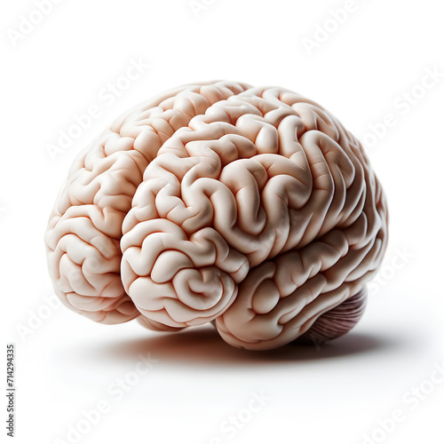 Brain