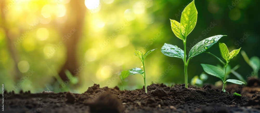 Collaborative effort for sustainable agriculture and natural growth, with future goals and collective responsibility to nurture green leaf development. Collaborative effort for sustainable agriculture and natural growth, with future goals and collective responsibility to nurture green leaf development.