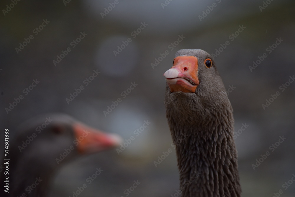 close-up images of domestic geese raised in the garden