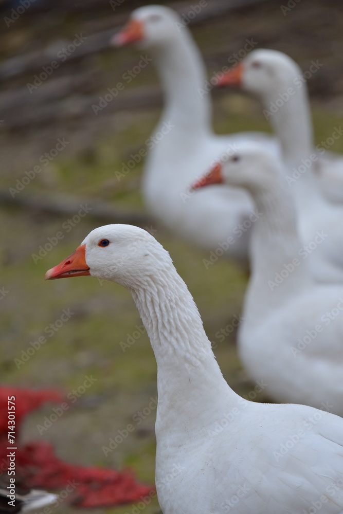 close-up images of domestic geese raised in the garden close-up images of domestic geese raised in the garden