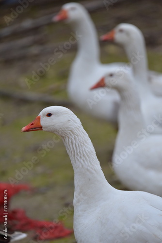 close-up images of domestic geese raised in the garden