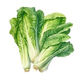 Chinese Cabbage. Color Watercolor on White Paper.