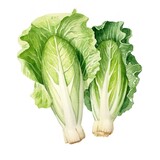 Chinese Cabbage. Color Watercolor on White Paper.