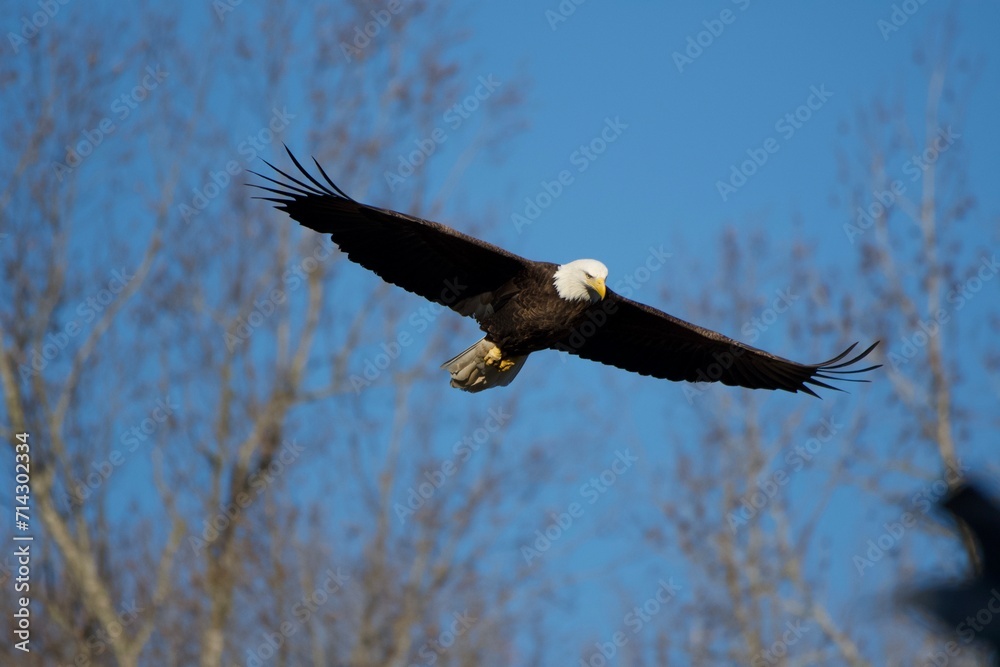 Obraz premium american bald eagle