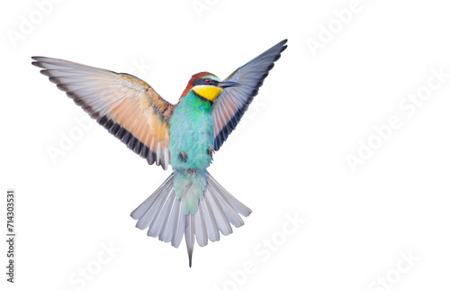 colorful bird, bee-eater in flight, isolated on white