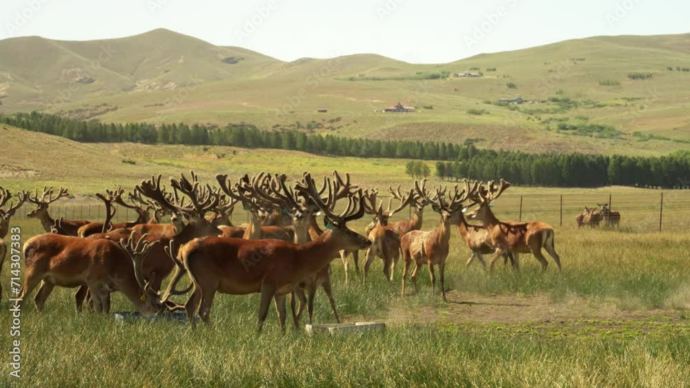 This a shot of a herd of red deer from Patagonia in Argentina This a shot of a herd of red deer from Patagonia in Argentina
